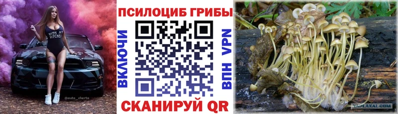 Галлюциногенные грибы Psilocybine cubensis  Старая Русса 